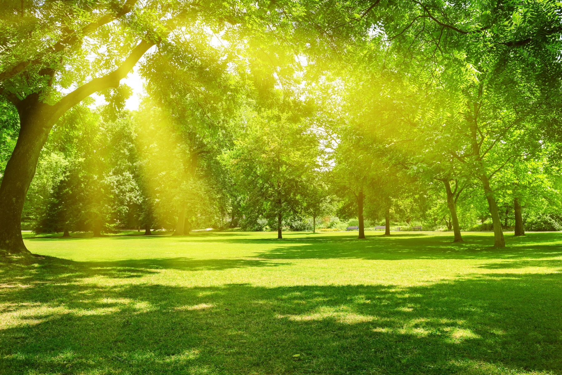 sunny-park-background